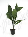 Cast Iron Plant